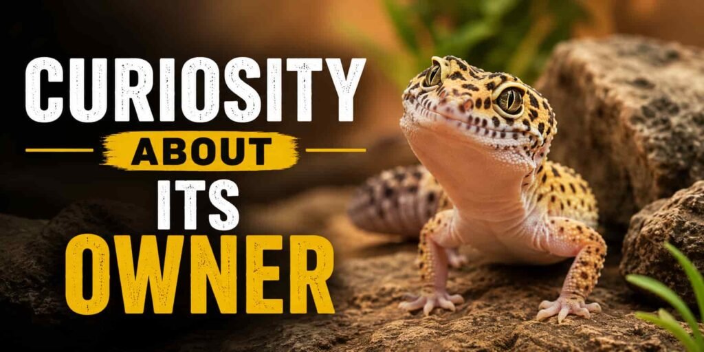 Curiosity About Its Owner