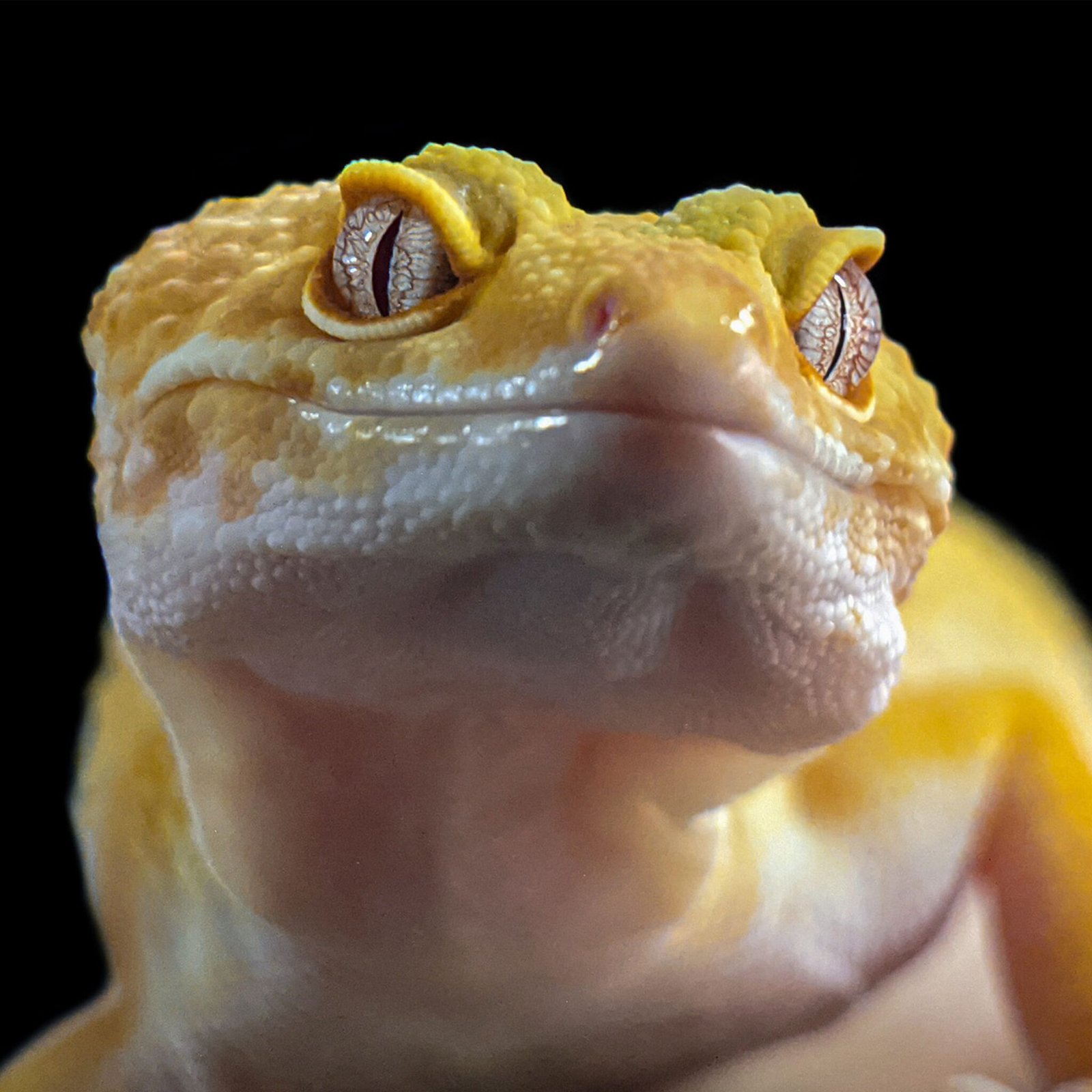 pexels macro photography 12412301 12514418