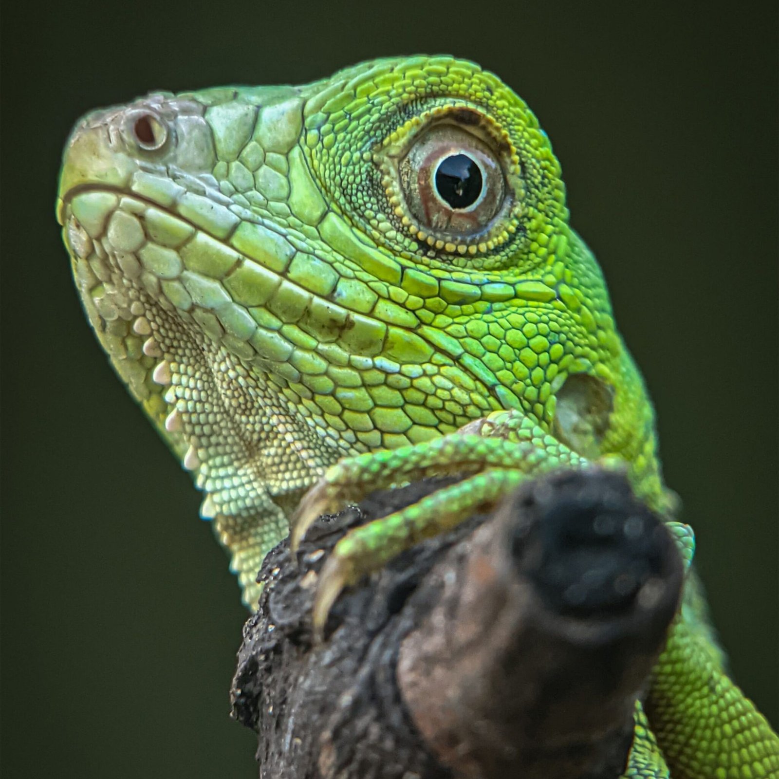 pexels macro photography 12412301 12561222